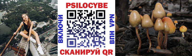 Псилоцибиновые грибы Psilocybe  Киреевск 